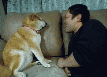 28 Dog Reaction Gifs For Every Work Home And Family Situation