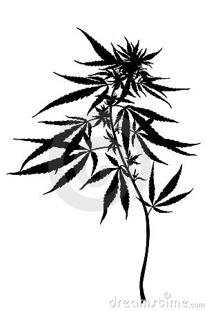 Cannabis Sativa Plant Royalty Free Stock Photo   Image  20275835