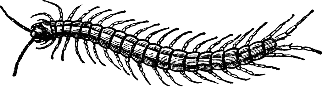 Centiped   Clipart Etc