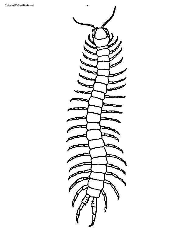 Centipede Drawing Colouring Pages