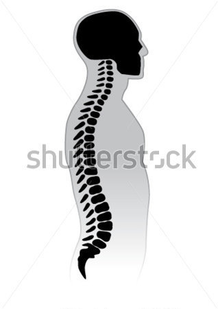 Healthcare   Medical   Human Spine  Black And White Illustration