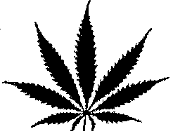 Marijuana   Http   Www Wpclipart Com Plants Leaf Marijuana Png Html