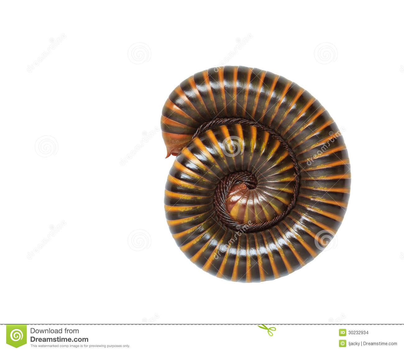 Tropical Millipede Stock Images   Image  30232934