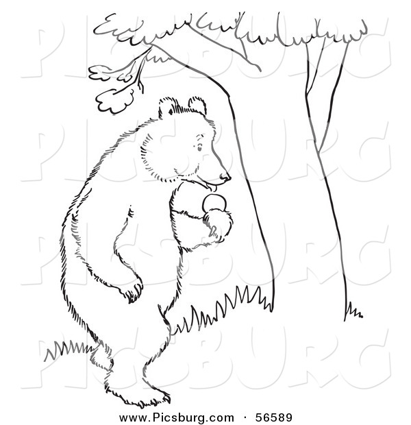 Clip Art Of A Standing Bear With Apples Beside A Tree   Black And    