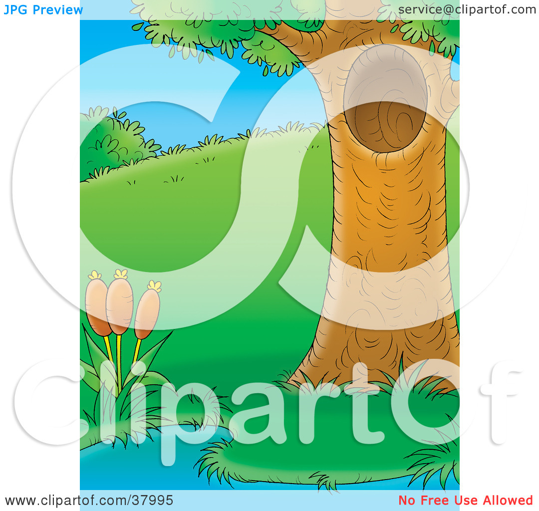 Clipart Illustration Of A Mature Tree With A Hole Beside A Pond With