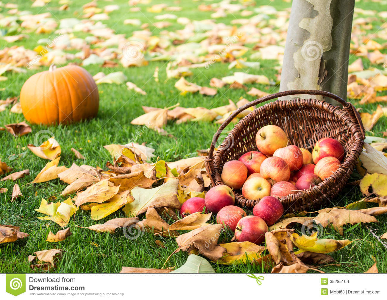 Apple Picking Stock Images   Image  35285104