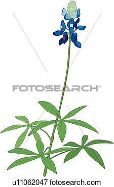 Bluebonnet Flower Clipart Clip Art   Blue Bonnet