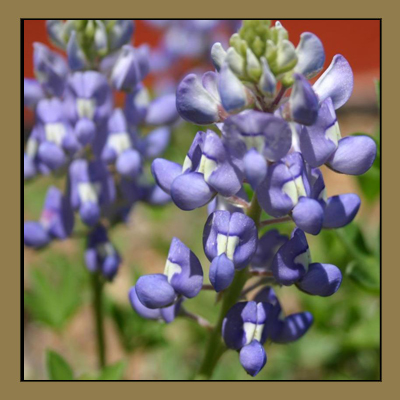 Bluebonnet Flower Clipart Image Search Results
