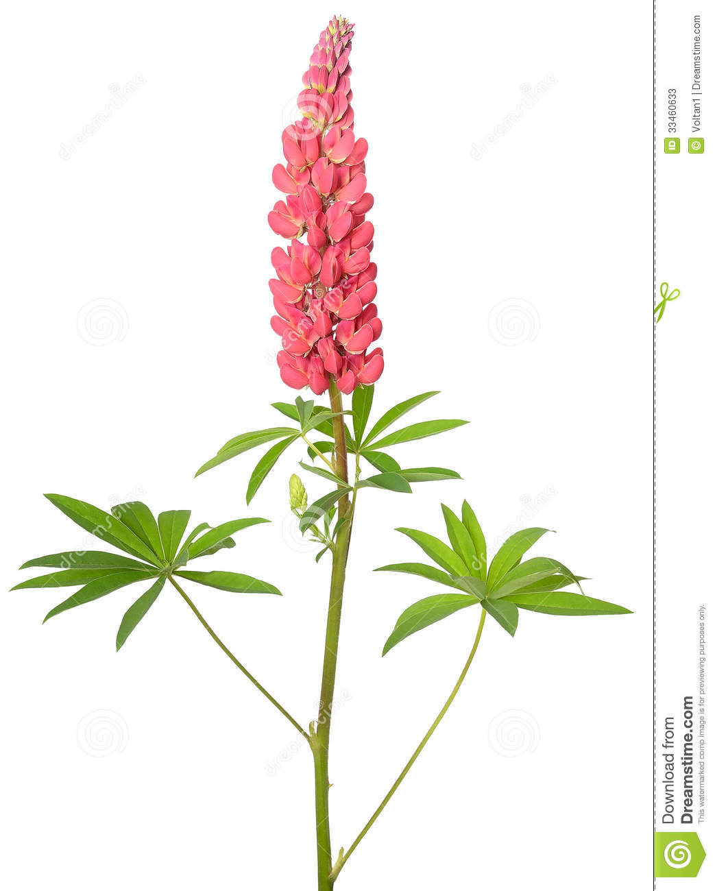 Bluebonnet Flower Clipart Lupinus Flower Isolated On A