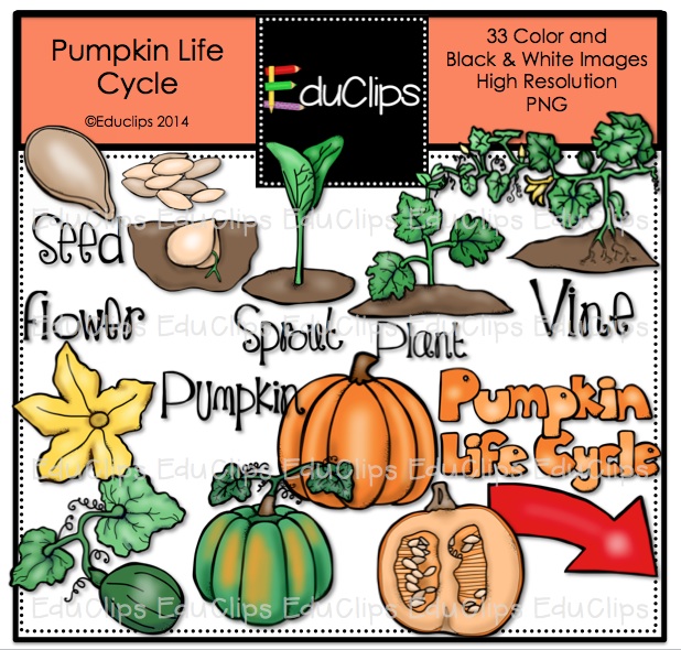 Clip Art Pumpkin Life Cycle B Amp W Preview 1 Pictures To Pin On