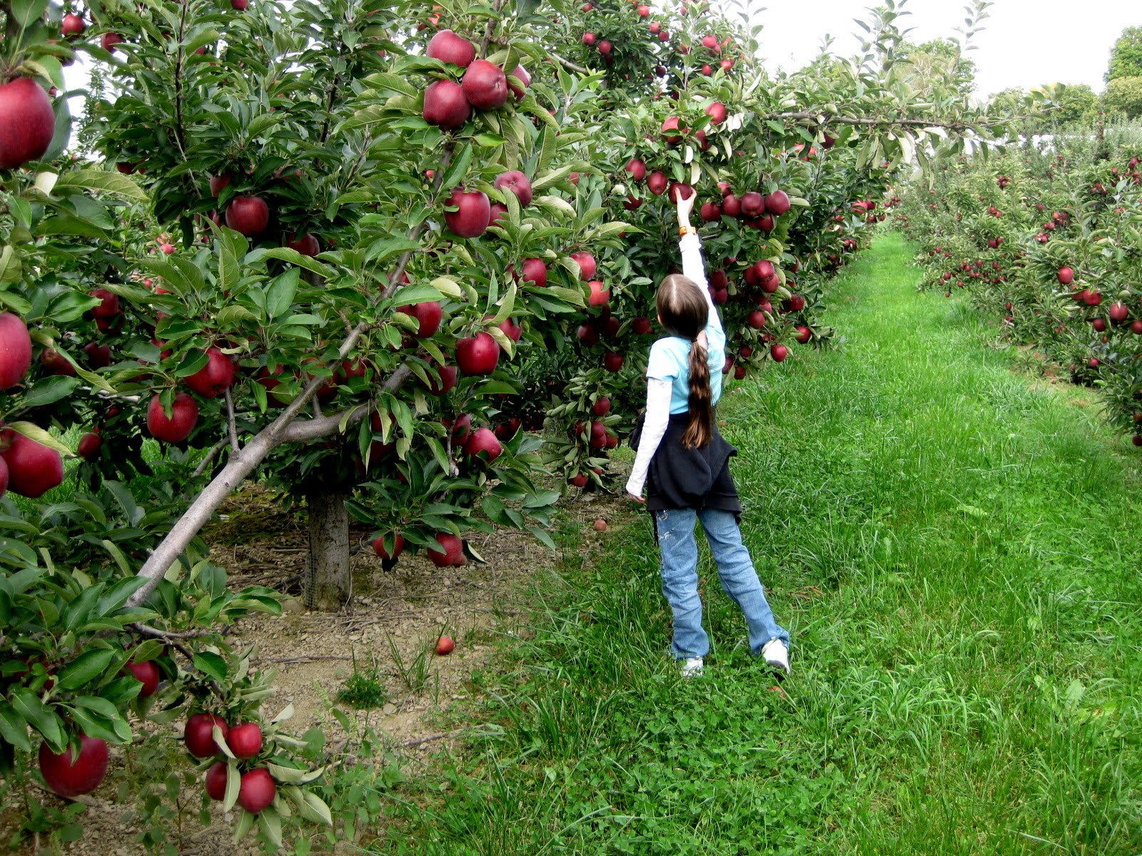 Discover Apple Picking  9 Pick Your Own Orchards On Long Island
