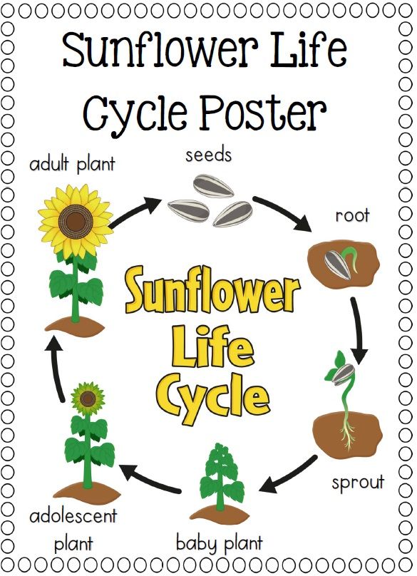 Life Cycles Frog Pumpkin Apple Sunflower Plant Ant Butterfly