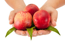 Peach Royalty Free Stock Photography