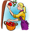 Pick Apples Clipart Picking Apples Pictures Picking Apples Clip Art