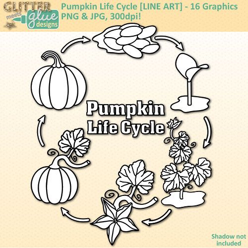 Pumpkin Life Cycle Clip Art   Science