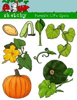 Pumpkin Life Cycle Clipart Graphic   300dpi Color Grayscale Black Li    