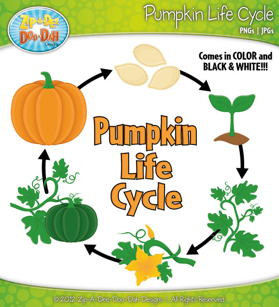 Pumpkin Life Cycle Clipart Set   Includes 22 Graphics