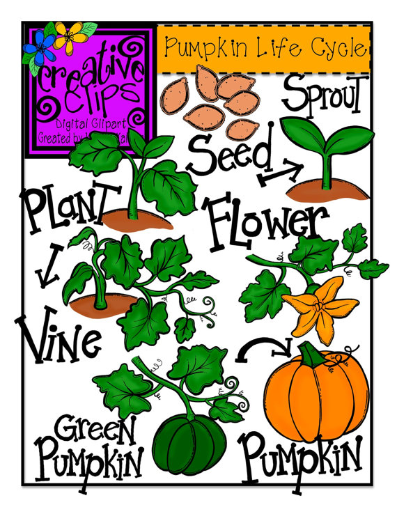     To Pumpkin Life Cycle Clipart  Creative Clips Digital Clipart  On Etsy