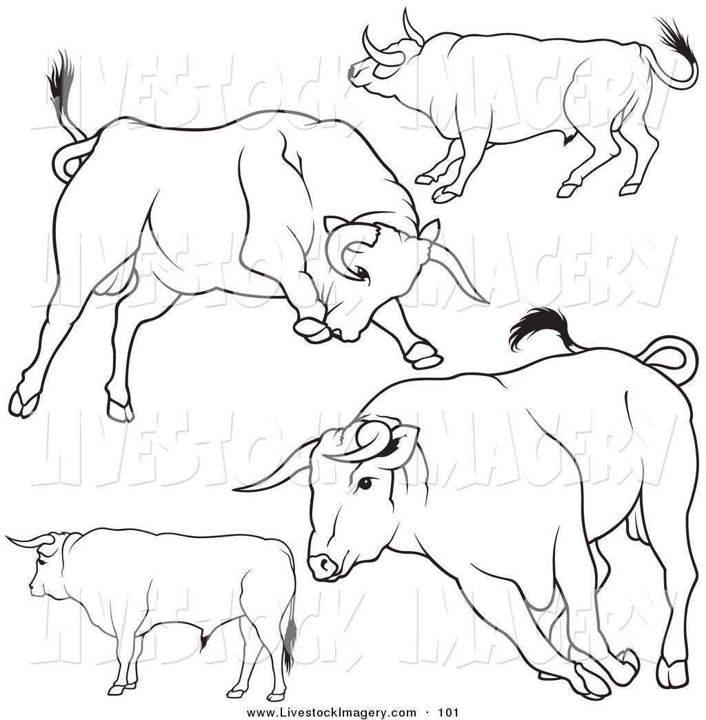 Charging Bull Coloring Pages Royalty Free Rodeo Stock