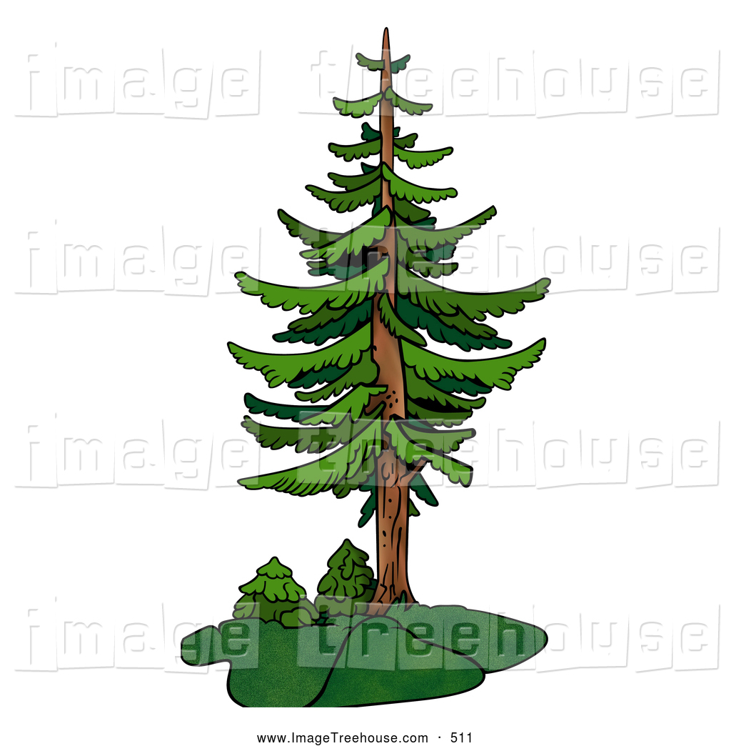 Clipart Of A Tall Evergreen Tree Tree Clip Art Dero