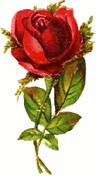 Find Clipart Rose Clipart Image 29 Of 58