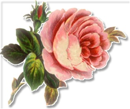 Find Clipart Rose Clipart Image 52 Of 58