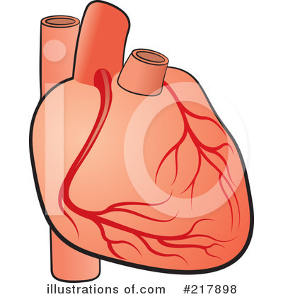 Human Heart Clipart  217898 By Lal Perera   Royalty Free  Rf  Stock