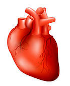 Human Heart Eps10