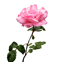 Pink Rose Clip Art Rose Clipart Pink Rose Stalk Gif