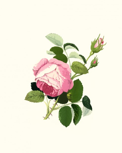 Pink Rose Clipart By Karen Arnold