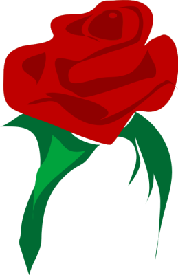 Terms  Blossom Bud Flower Red Red Rose Rose Rose Bud Rosebud