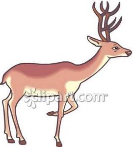 Deer Walking   Royalty Free Clipart Picture