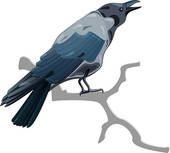 Grey Crow   Clipart Graphic