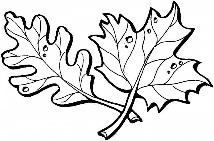 Simple Leaf Outline   Clipart Best