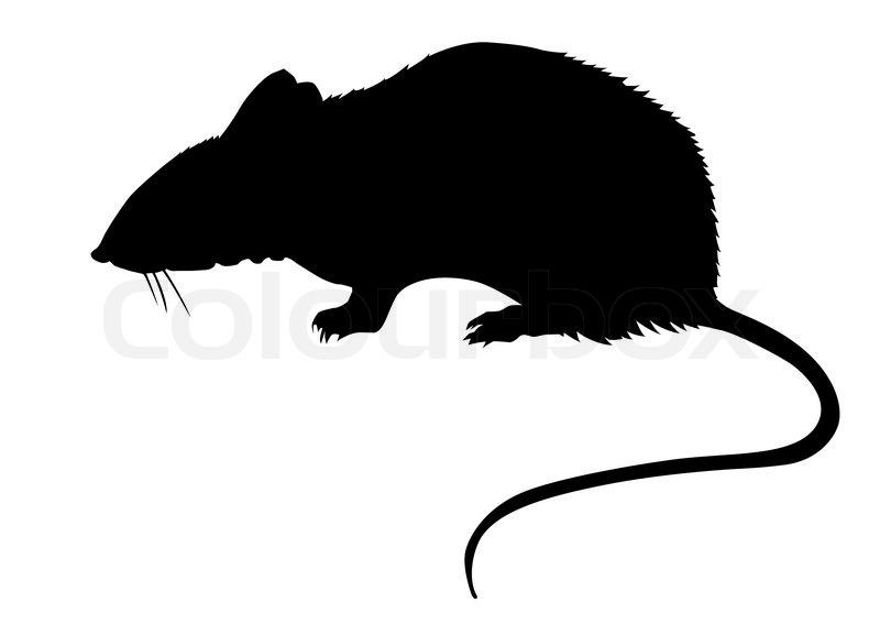 Stock Image Of  Silhouette Of The Rat On White Background