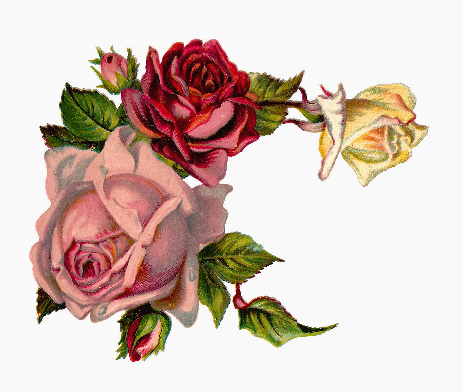 Antique Images  Free Digital Flower Pink Rose Corner Design Graphic