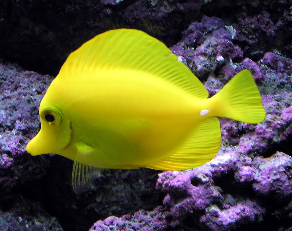 Aquarium Tropical Fish Care   Fish For Aquariums