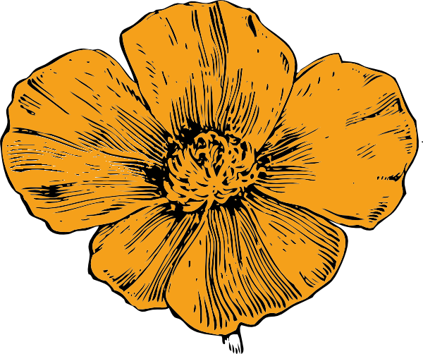 California Golden Poppy Clip Art At Clker Com   Vector Clip Art Online    