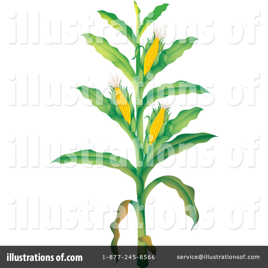 Corn Clipart  1120760   Illustration By Colematt