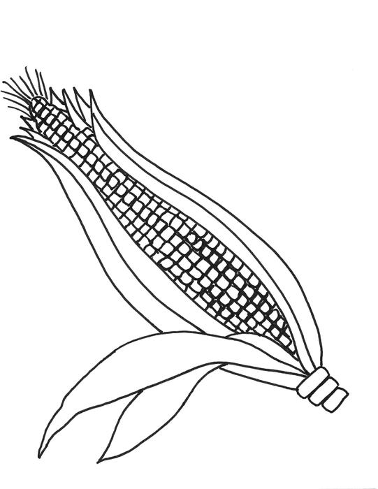 Corn Drawing  Ear Of Corn Clip Art  Ear Of Corn Clip Art  Cartoon    