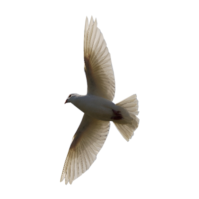 Flying Bird Transparent Background   Free Png Images