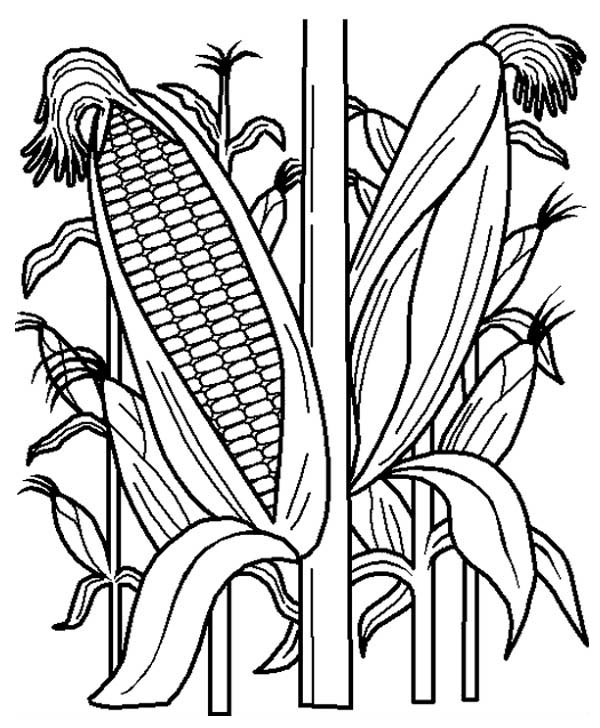 Fruits And Vegetables   Cornstalk In The Corn Field Coloring Page