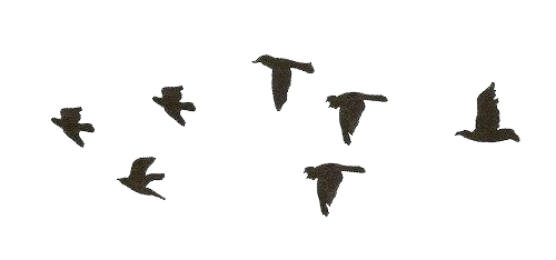 Nothing Better  Pal    Flying Birds Transparent Background Gif Edition    