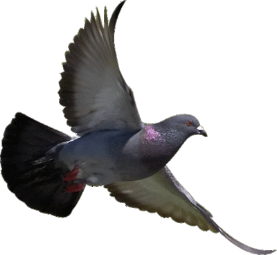 Of Birds With Transparent Backgrounds For Free We Make Transparent