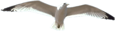 Seagull In Flight Transparent Clipart Image