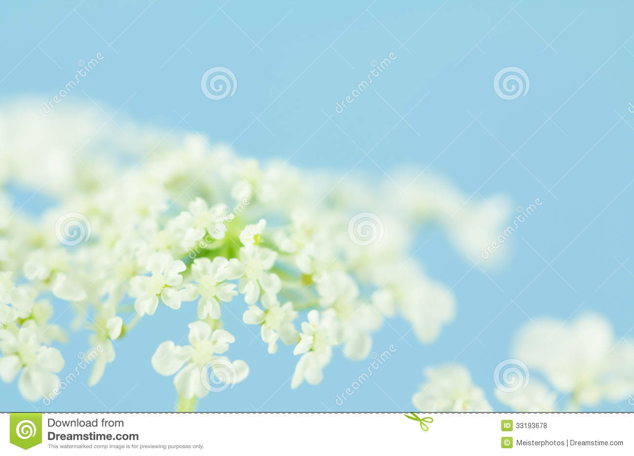 Soft Queen Anne S Lace Flowers Royalty Free Stock Photos   Image