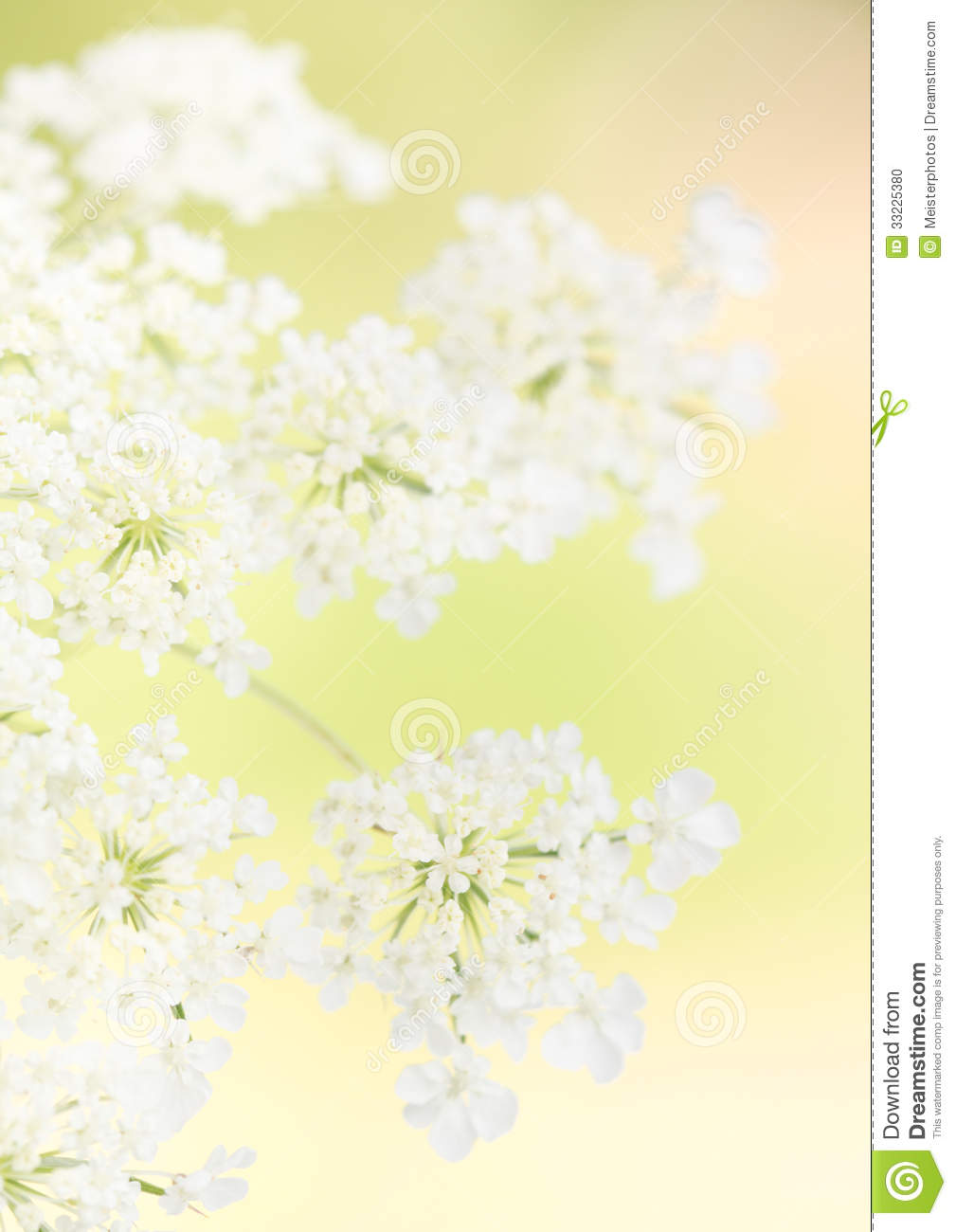 Yellow Background Behind Soft White Queen Anne S Lace Flower Clusters
