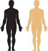 Body Composition Stock Illustrations   Gograph