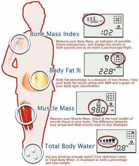 Body Composition The Palm Size Body Composition