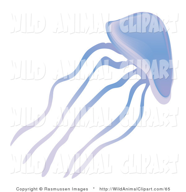 Clip Art Of A Purple Jellyfish On White By Rasmussen Images    65